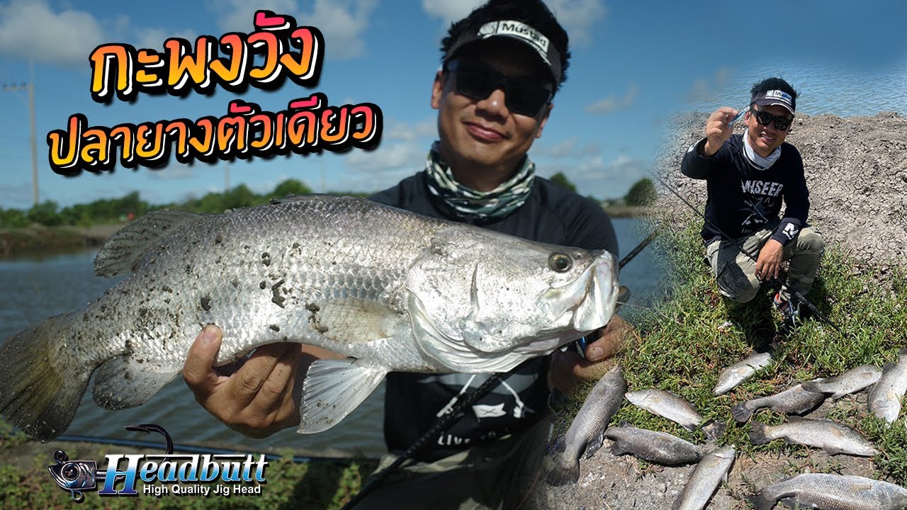 กะพงวังปลายางตัวเดียว?!?