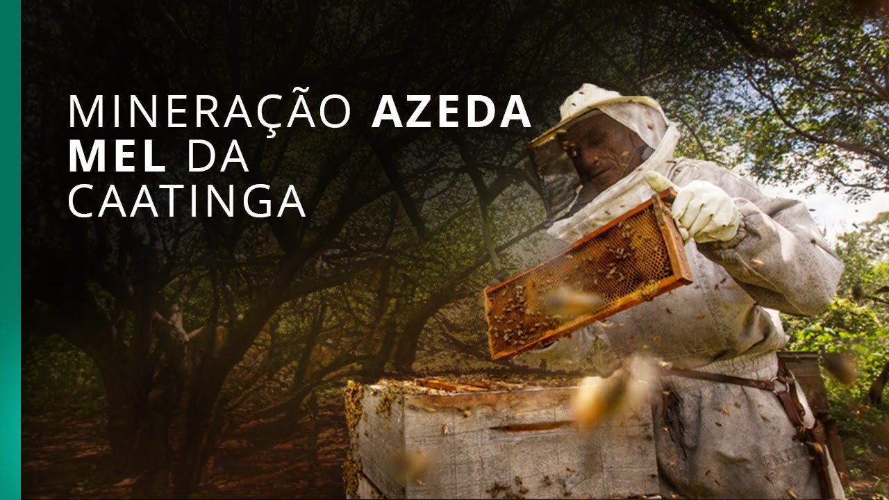 Mineração ameaça a produção de mel do maior quilombo da Caatinga