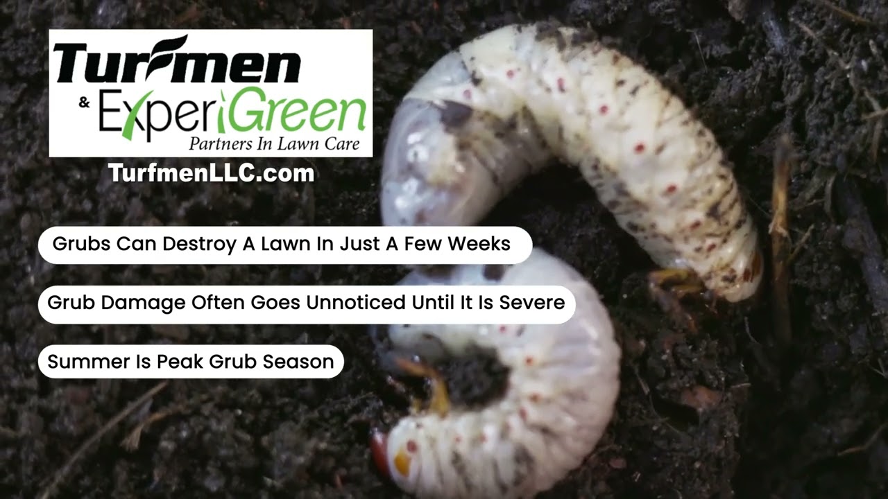 Turfmen Grub Offer 20