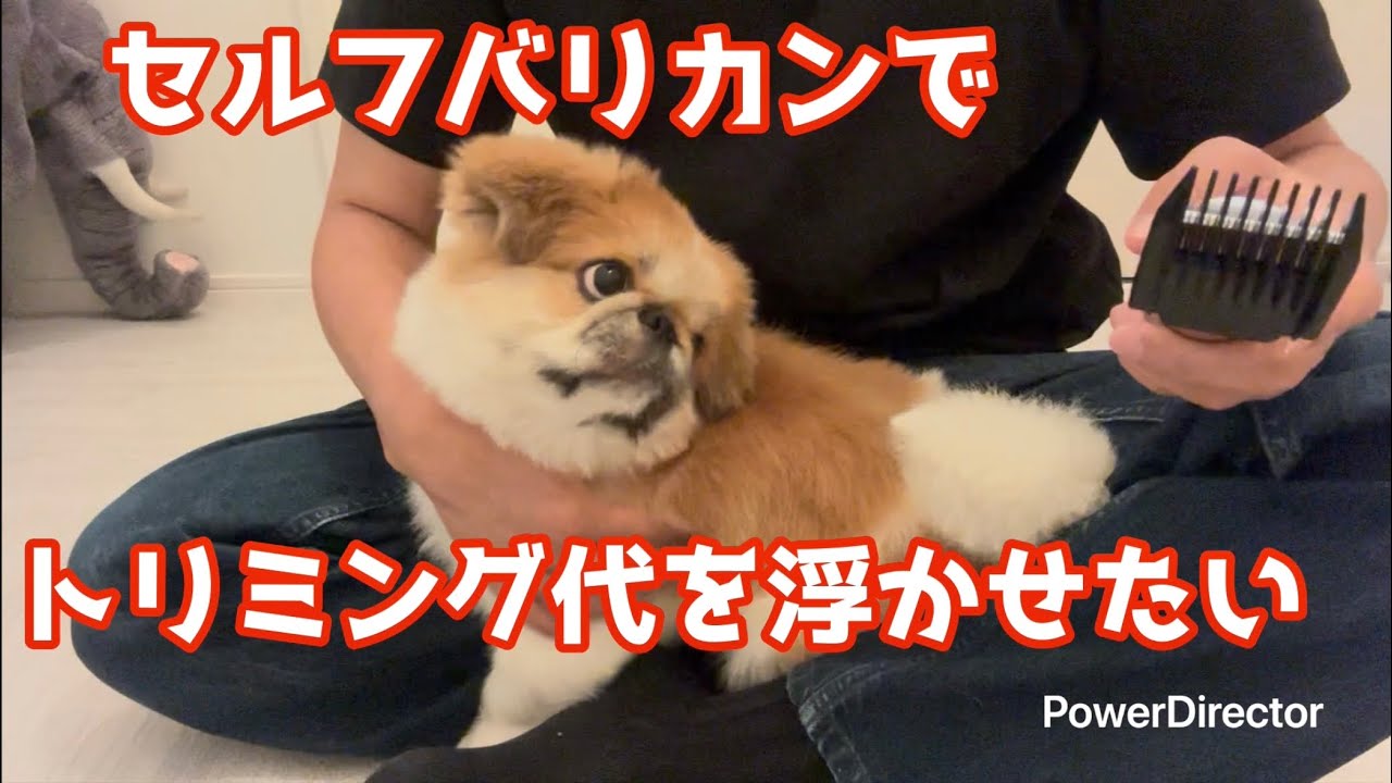 セルフバリカンでトリミング代を浮かせたい