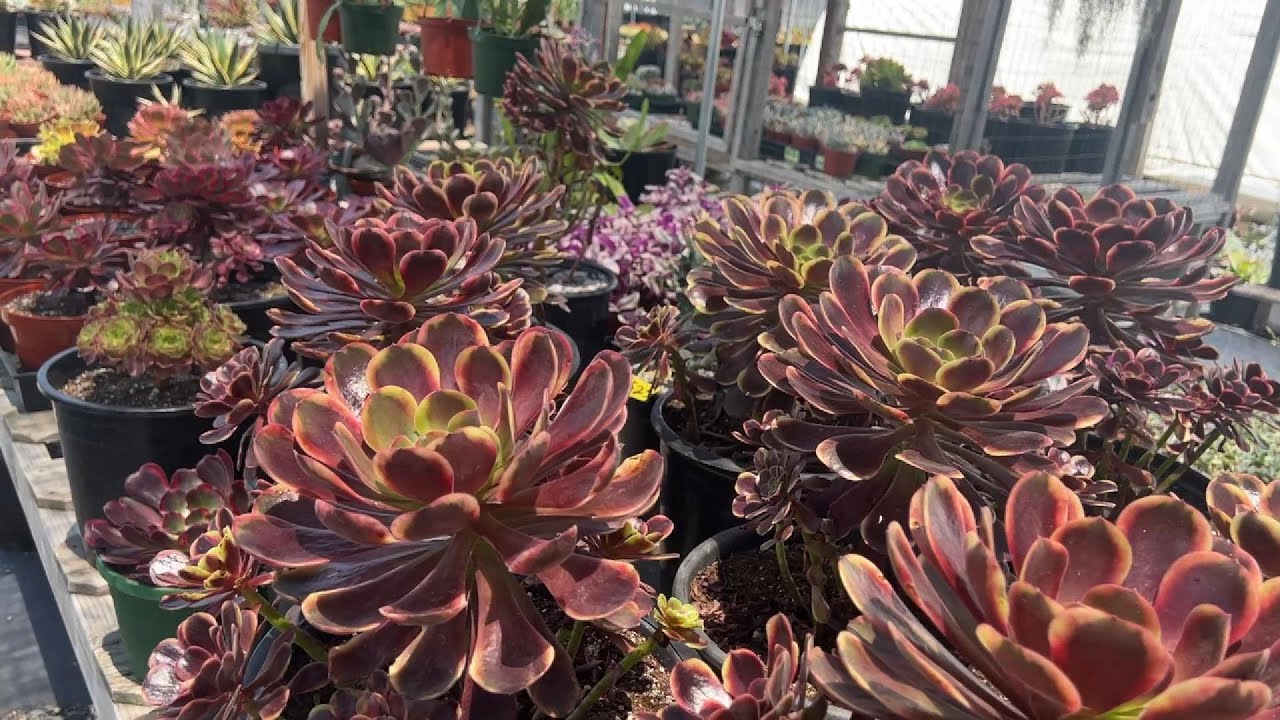 11.1 Nursery - Cactus & Succulents