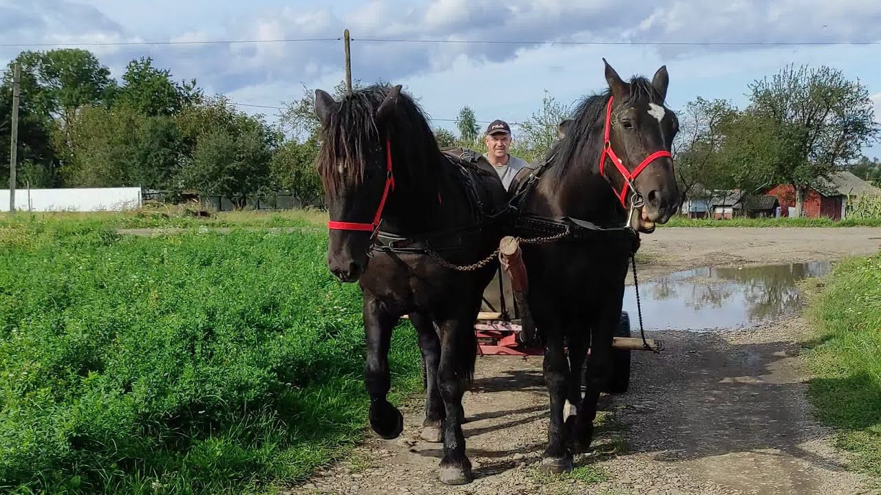 РОЗУМНІ КОНІ! Коні Ваговози/horses in Ukraine