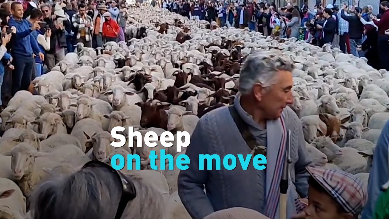 Sheep on the move in Madrid, Spain
