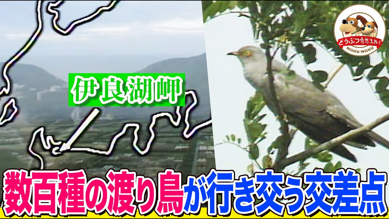【ハヤブサの容赦ない狩り】鳥たちのスクランブル交差点・そこは愛知県渥美半島伊良湖岬！日本の渡り鳥の大半が通過する名所のドラマ【どうぶつ奇想天外／WAKUWAKU】