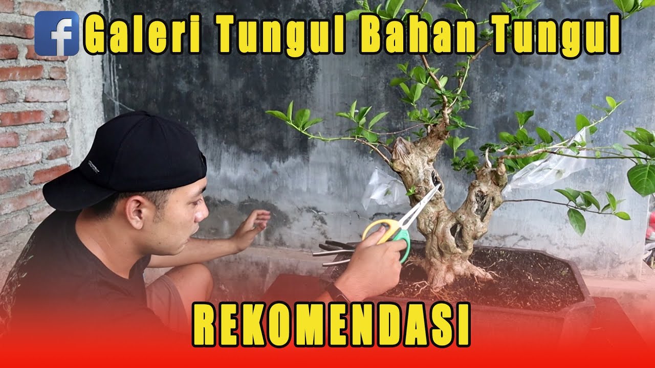REVIEW BAHAN BONSAI WAHONG LAUT DARI VIO FLORA, Karakternya itu loooh waw