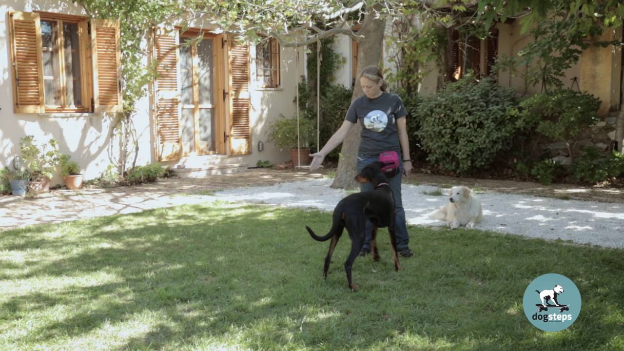 Dogsteps 02 Targeting 01 Μαθαίνω τον σκύλο μου να ακουμπά και να ακολουθεί το χέρι μου