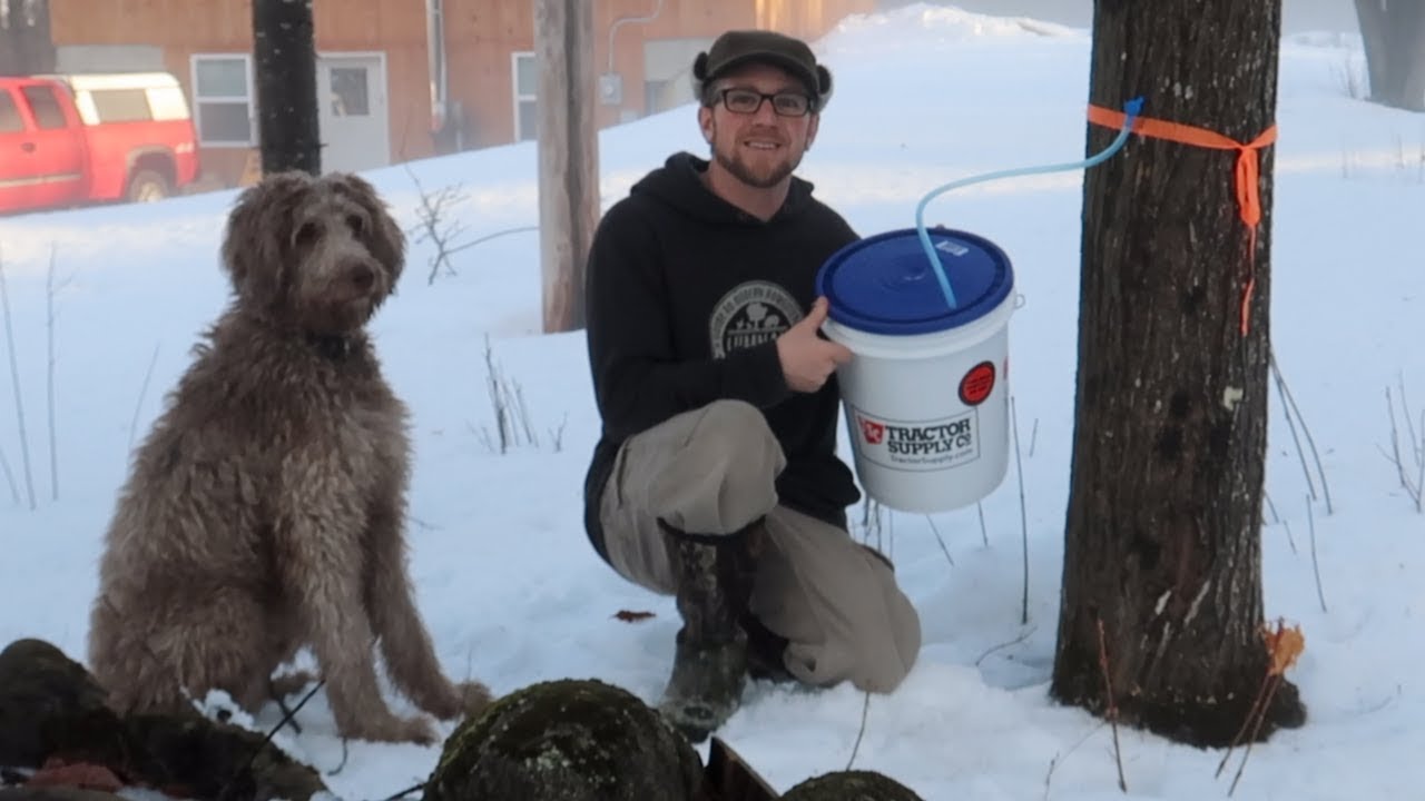 Checking Our Maple Syrup Taps ~ Homestead Update