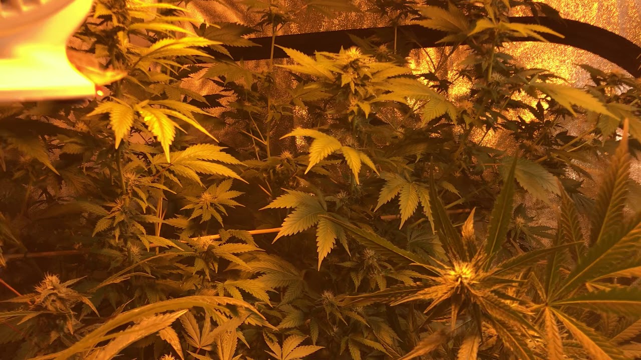 Day 25 flower grow weed like a guru. Season 3 video 1. Pheno hunting tent