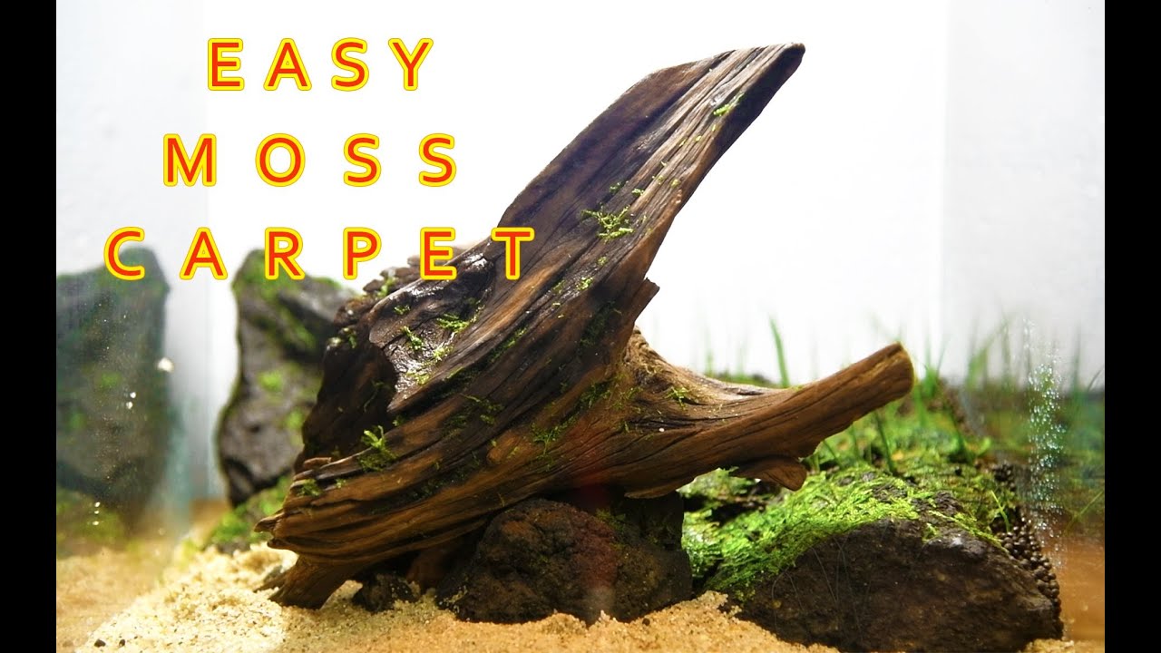 #66 Easy Aquarium Setup | Moss Carpet Tank