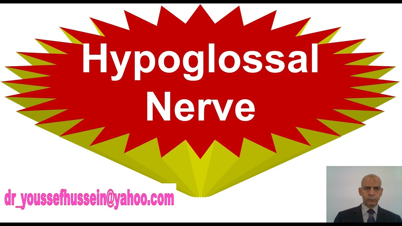 Hypoglossal nerve - Course - Branches - Desendes hyoglossi - paralysis
