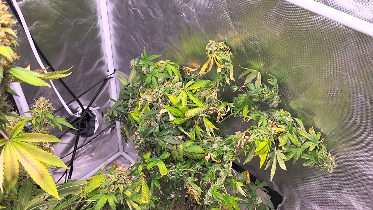 MarsHydro SP3000 Week #9 Super Lemon Haze, White Widow Bomb, Killer Purps.