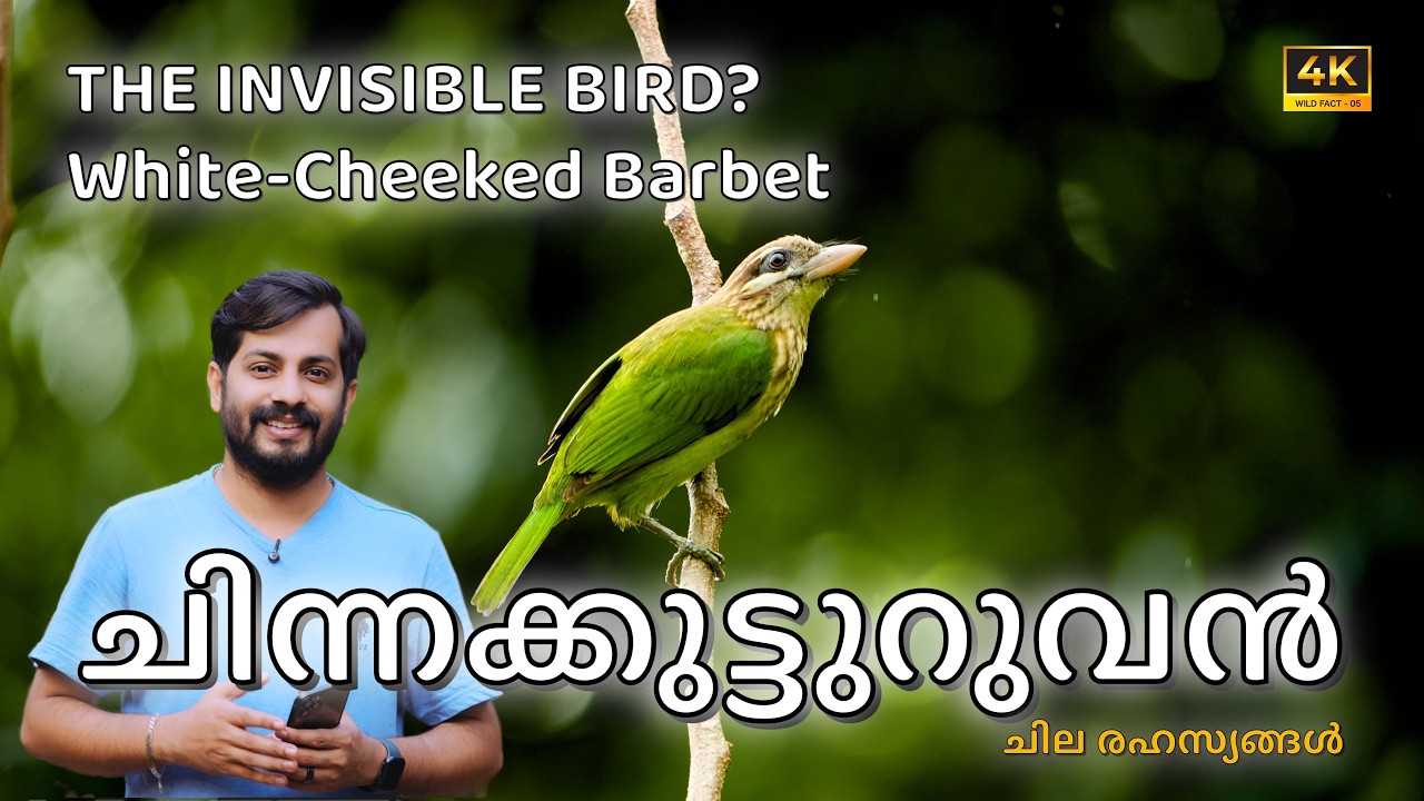 Why White-cheeked Barbet Never Stops Calling | Wild Facts |ROR WIldClicks