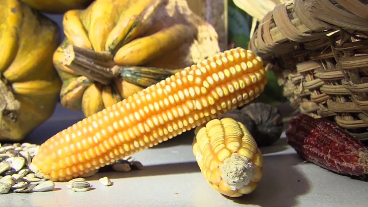 El maíz en Mesoamérica: semilla y legado amenazados | Era Verde