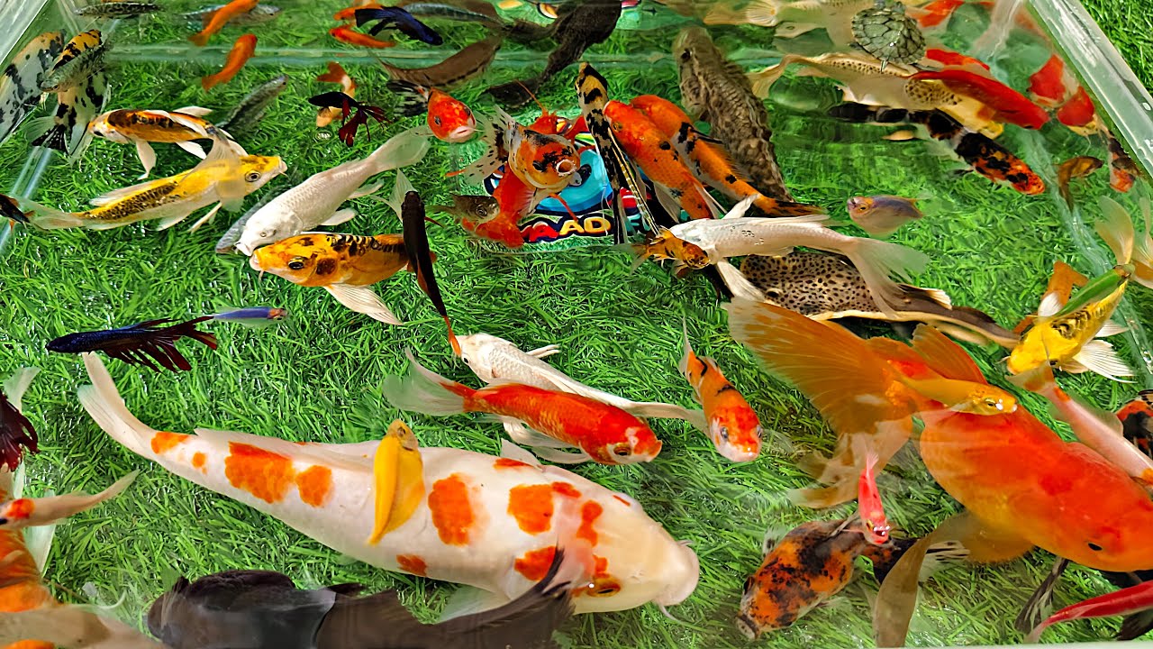 Unboxing Ikan Hias Warna Warni, Ikan Mas Koki Lucu, Ikan Koi, Ikan Cupang, Ikan Lele, Ikan Glofish