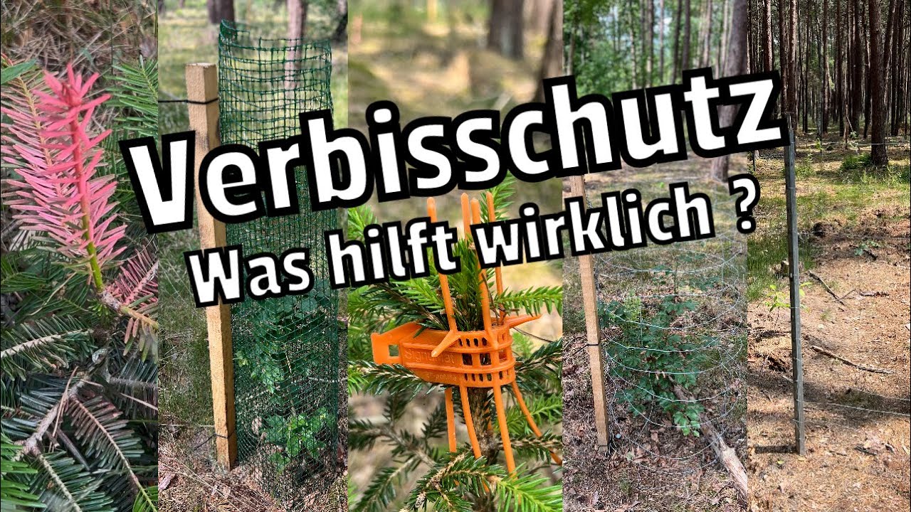 Verbisschutz | Wildschutzzaun | Wuchshüllen und vieles mehr , was hilft wirklich?
