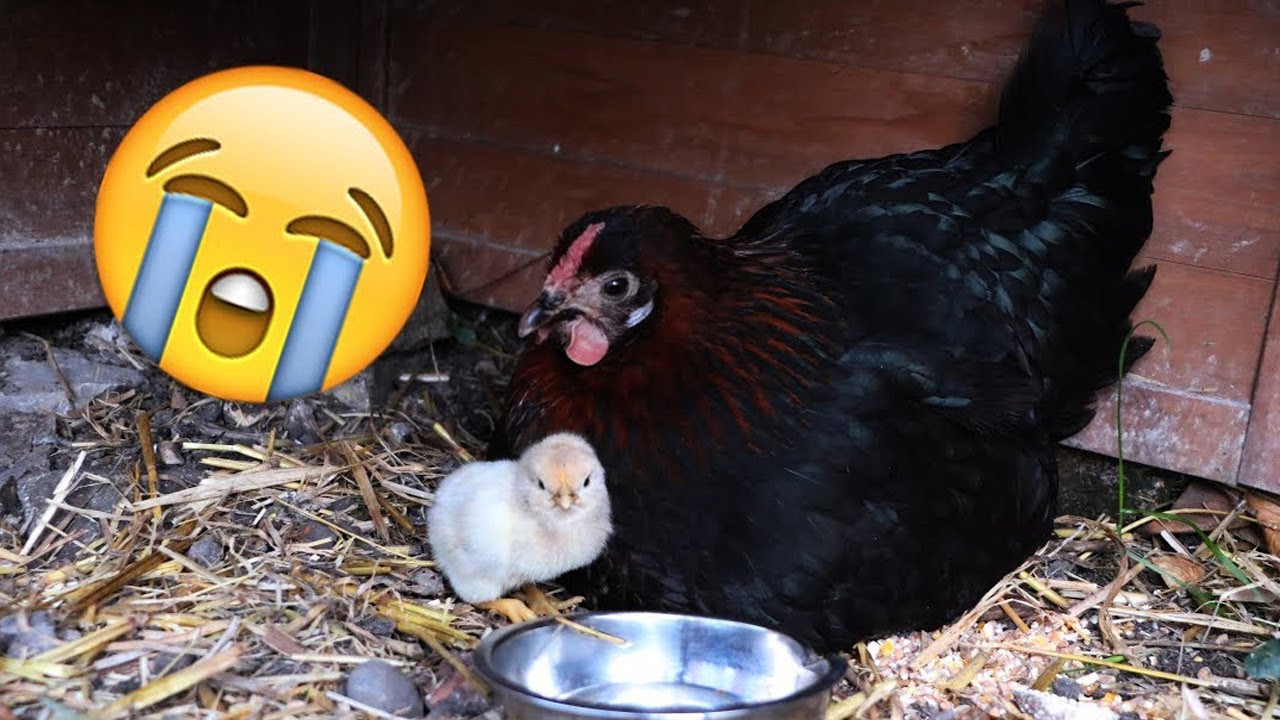 Broody hen hatches egg 🐔🐣 ► UNEXPECTED END... 😢 | Gallina clueca incuba huevo 🐔🐣►FINAL INESPERADO 😢
