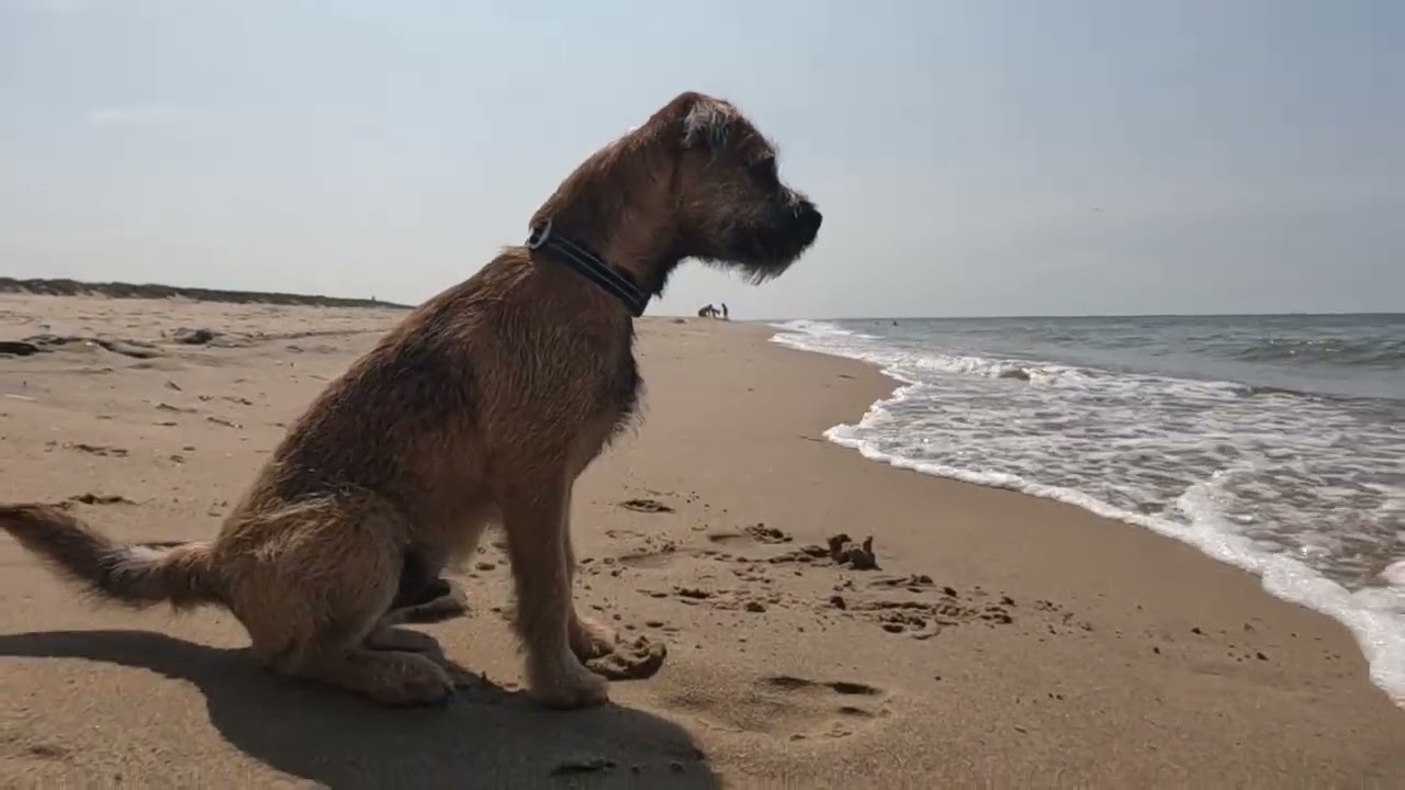 Border Terrier Woody third time at the beach