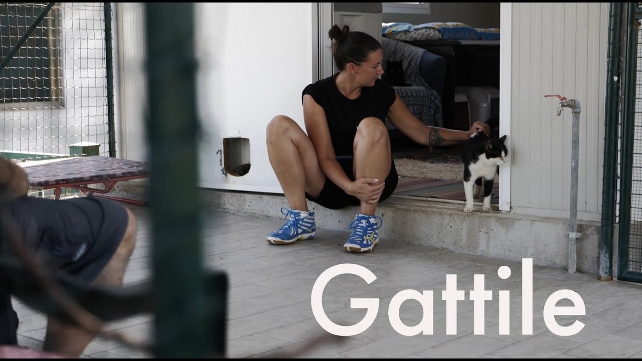 Il bellissimo gattile del Canile Municipale della Spezia e tutti i suoi ospiti.