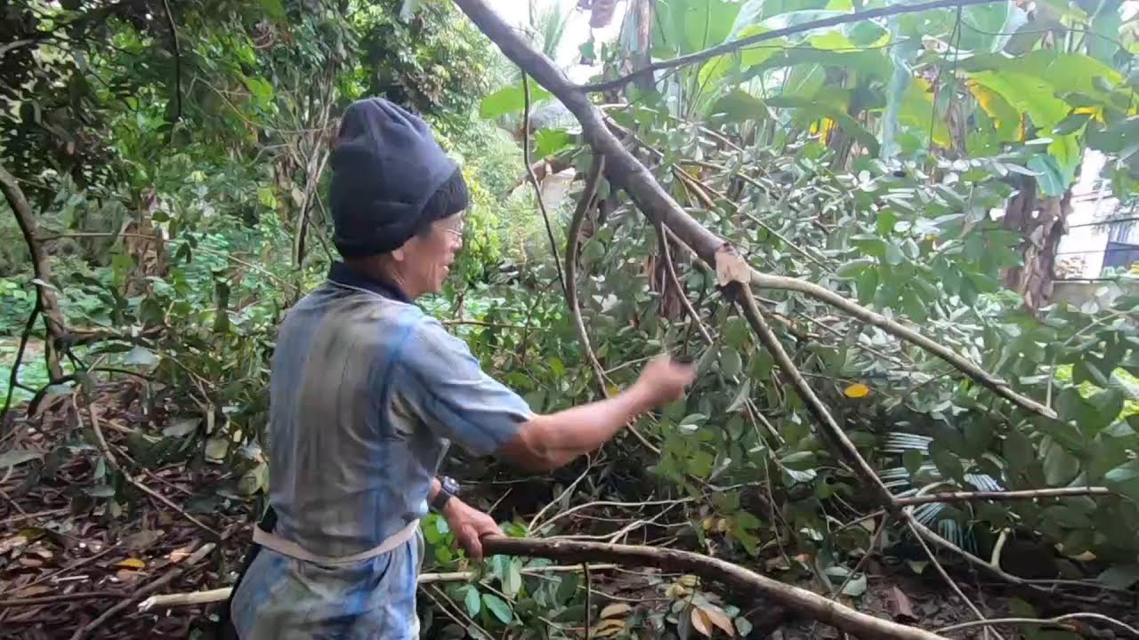 PRUNING OUR RAMBUTAN TREE TO ALLOW OUR COCONUT TREE UNDERNEATH TO GROW