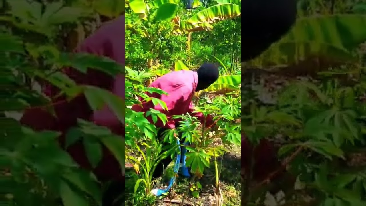 Nana Obroni vs Perony De Santos Part 2 