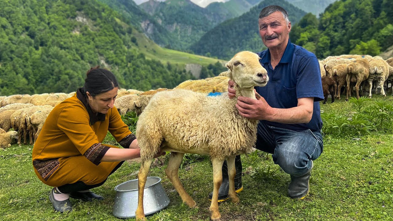 Rustic Cheese Made From Fresh Lamb Milk! Natural Food For The Whole Family