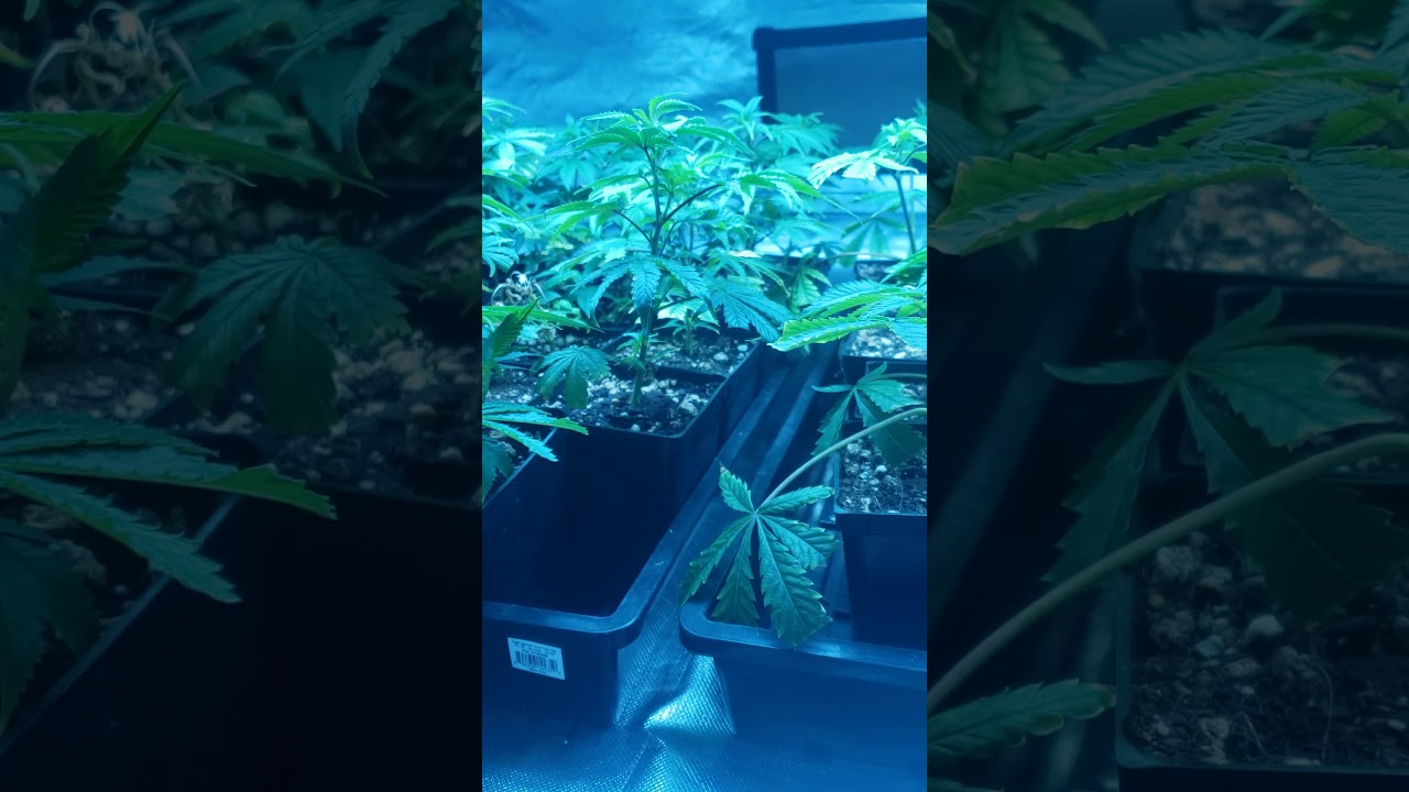 Clone/Mother Room