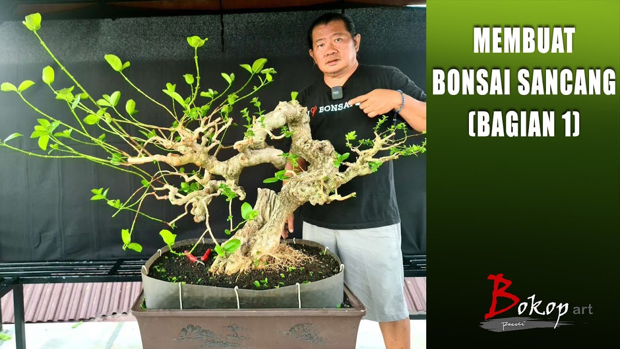 MEMBUAT BONSAI SANCANG (bagian 1)