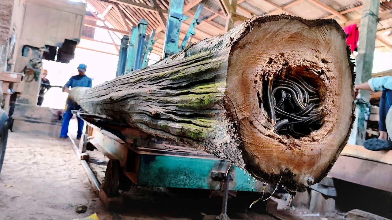 Hampir rugi 5000 $! Menggergaji kayu jati sepanjang 14 meter bengkok