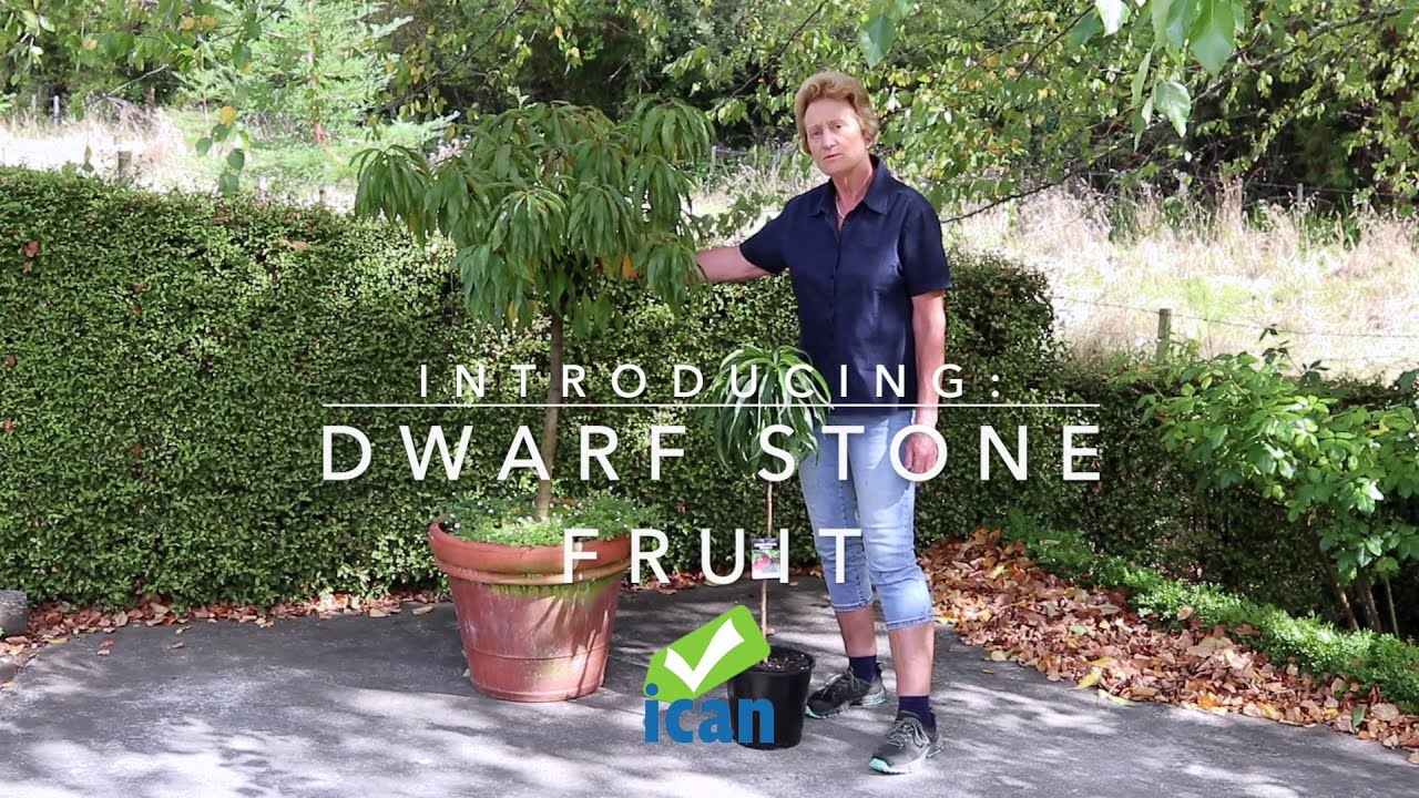 Dwarf Stone Fruit Trees - GardenBarn Masterton