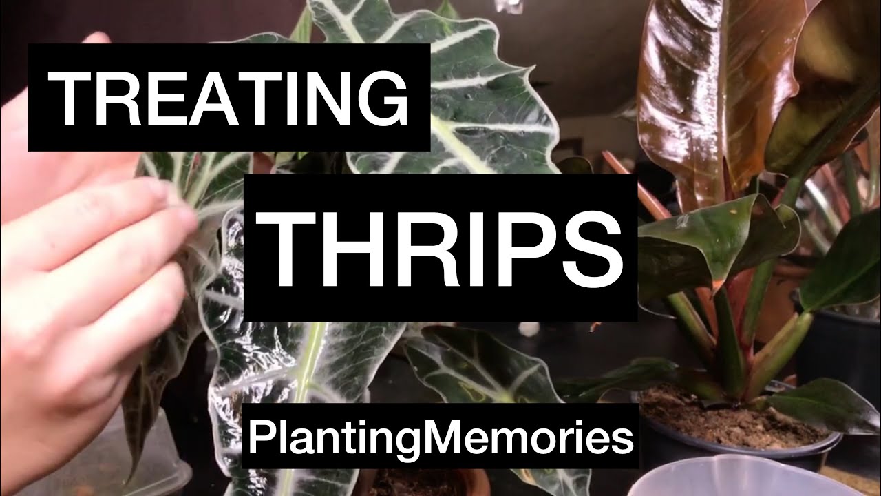 KILLING THRIPS | Using ORGANIC Neem Oil