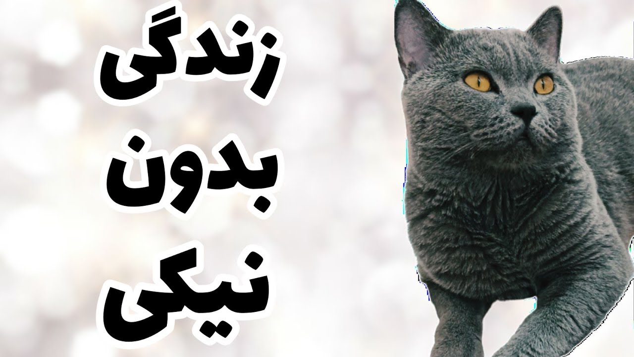 نیکی و نارنگی ❤️