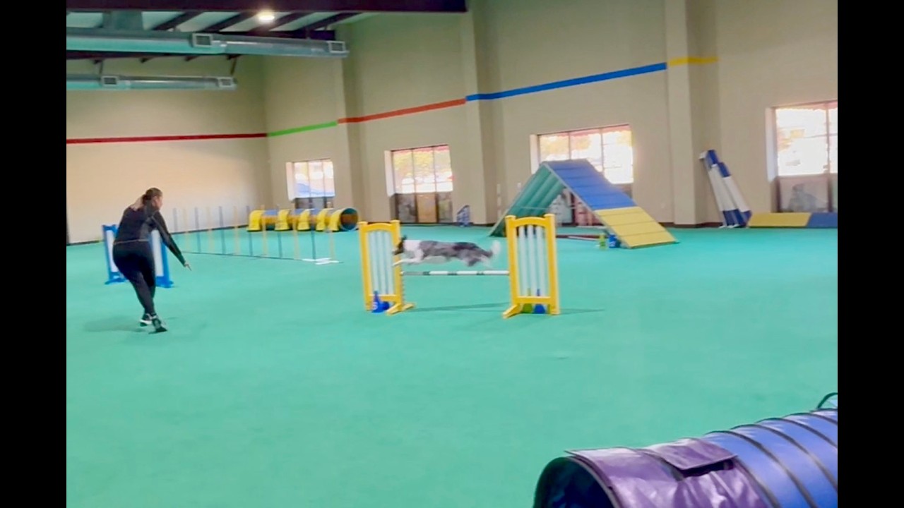 Pre Novice Agility Class 1.19.26