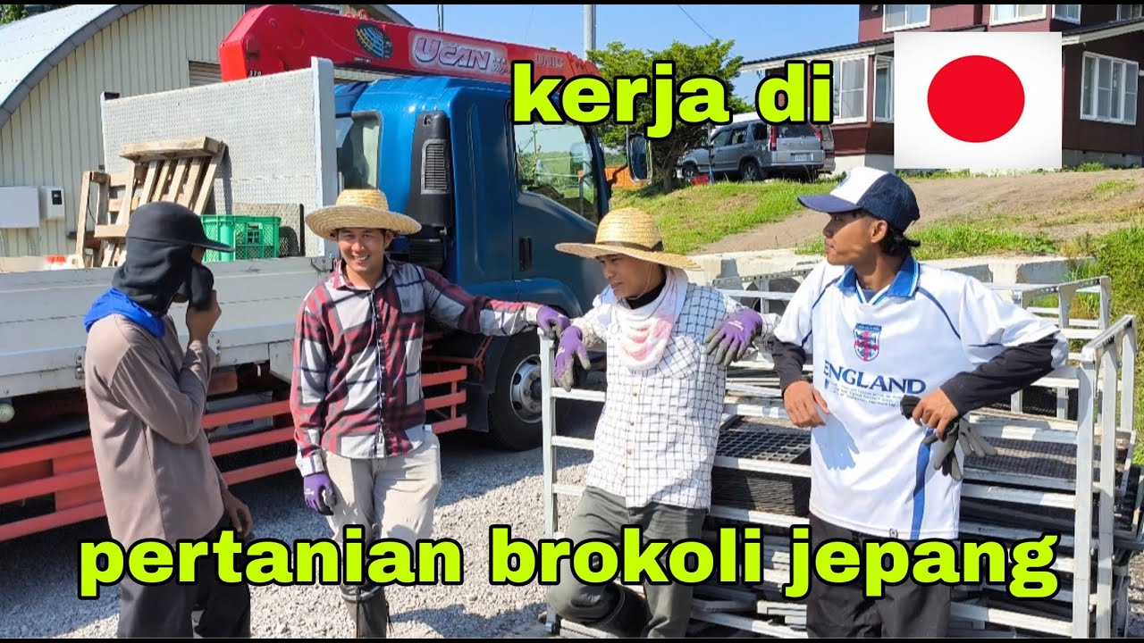 SUASANA KERJA DI PERTANIAN BROKOLI JEPANG