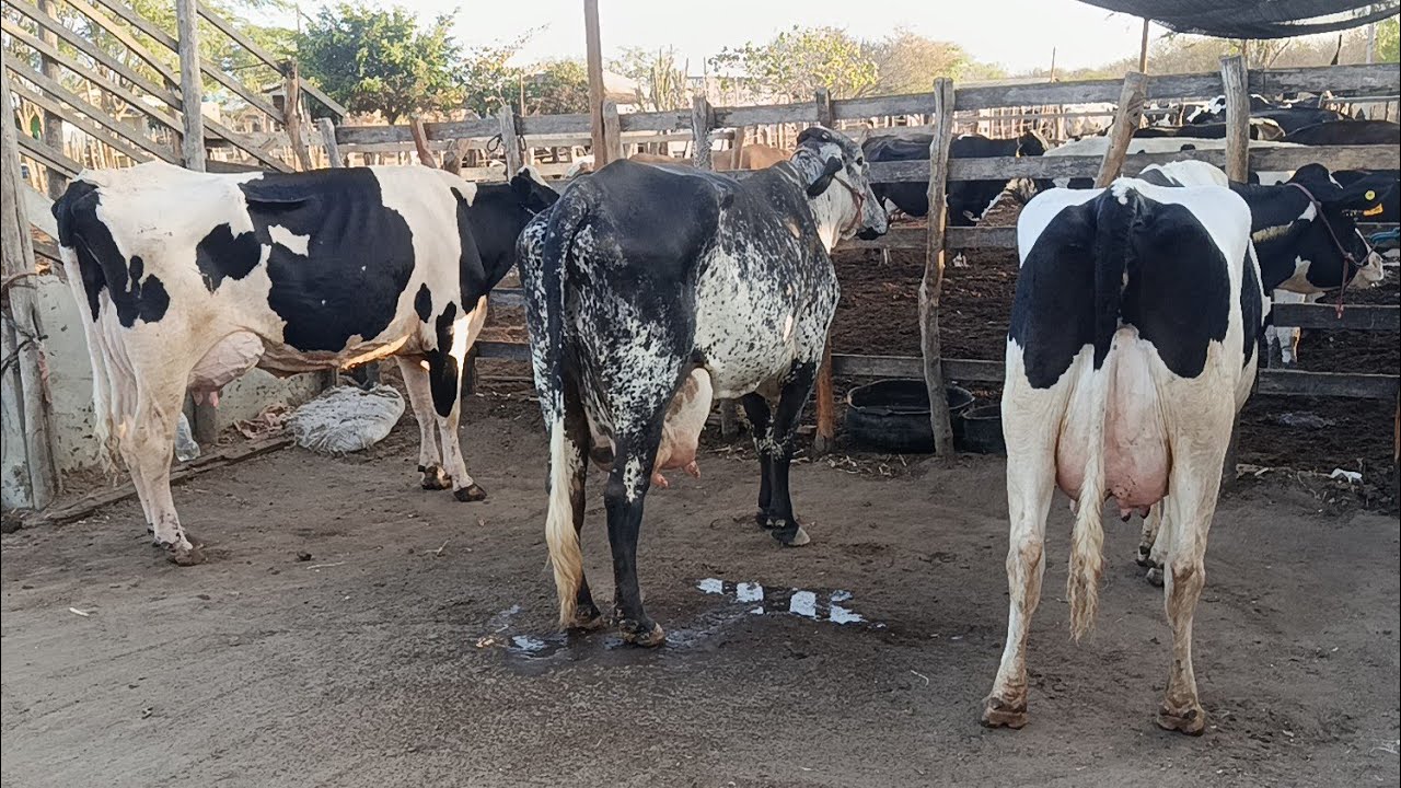 Lote com 3 vacas de alta lactação disponível na fazenda Mendonça São Bento do una PE!