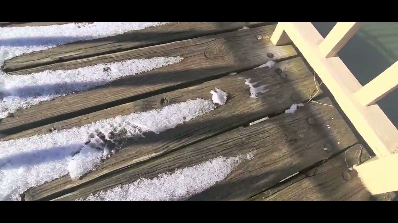 Hanging out at the Pond diving duck  mallard ducks Cordovants bufflehead ducks and mcgainsducks Fly