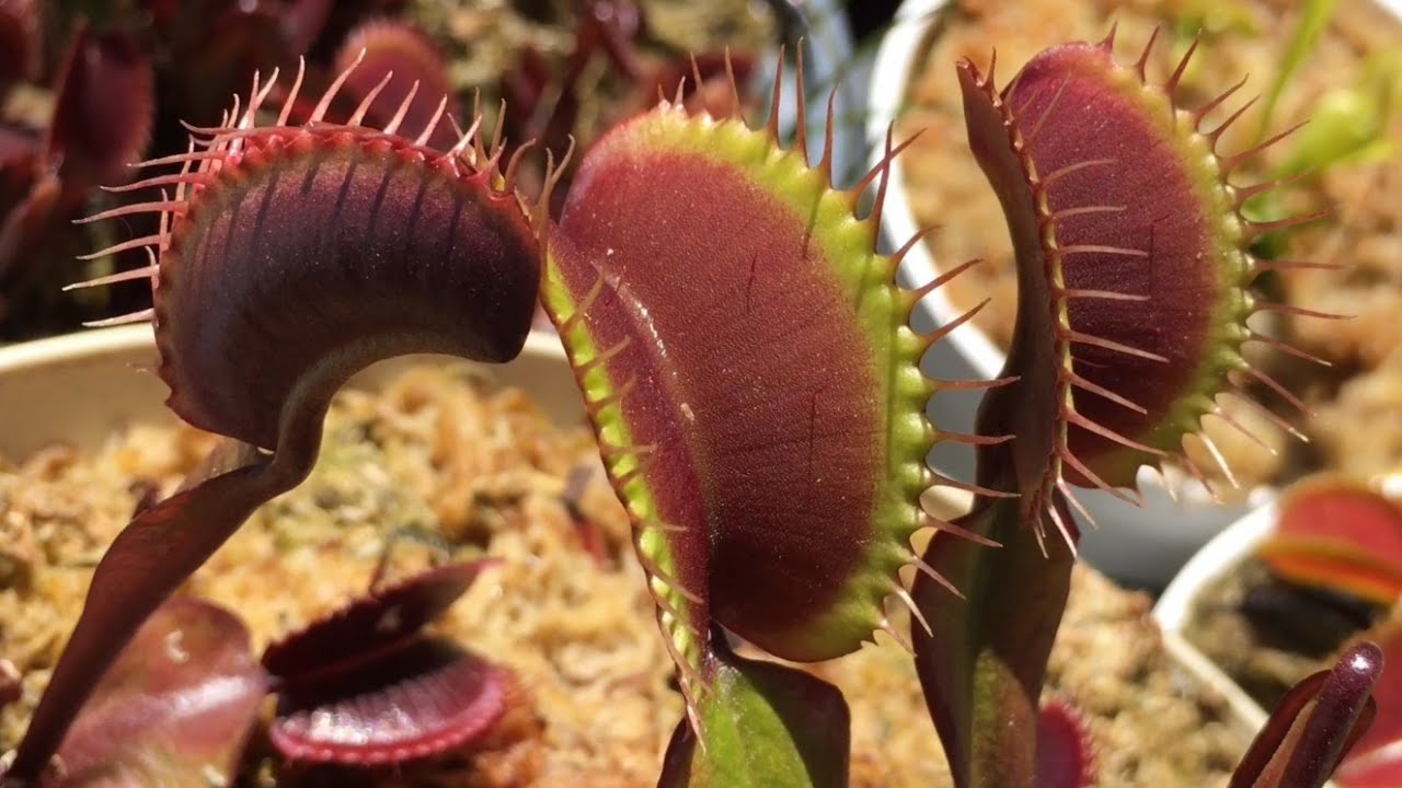 FTS Maroon Monster Captures Fly!
