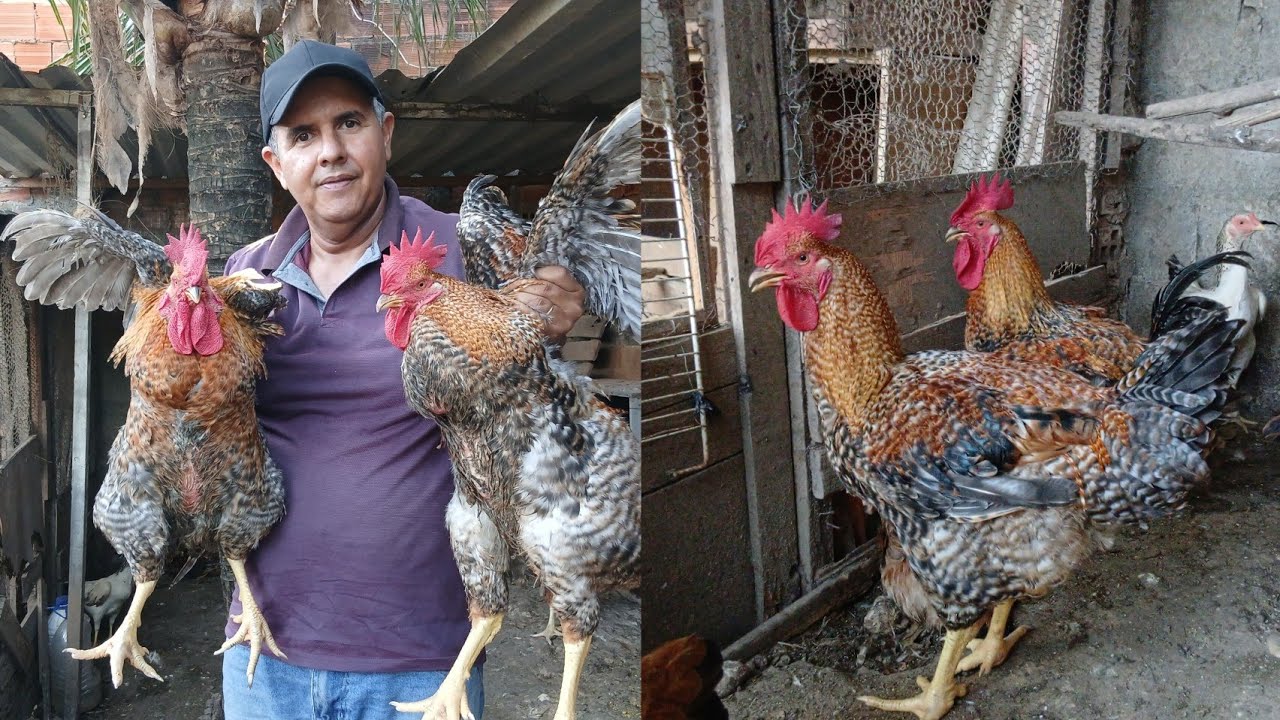 UM GALO, VÁRIAS GALINHAS: QUAL É A MEDIDA CERTA?