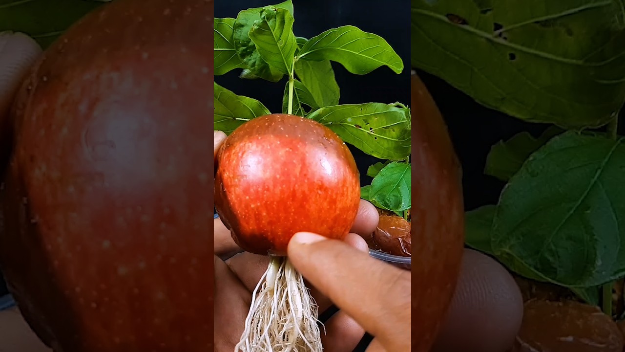 How to grow apple tree from apple fruit || Unique method for growing //#highlights