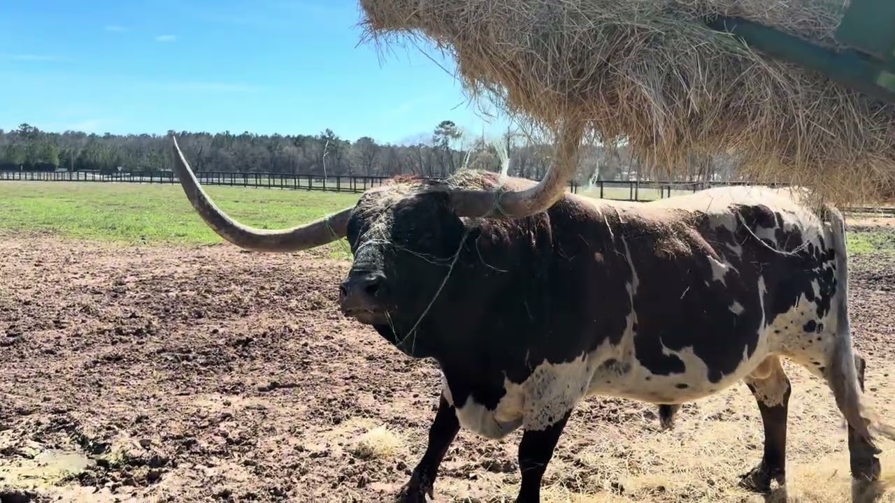 Longhorn Bull: Not Very Smart Looking! 