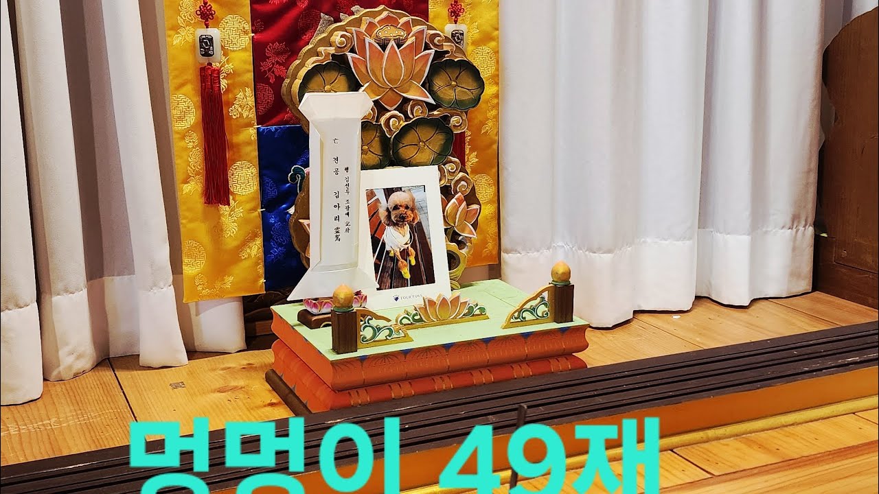 청계산정토사TV 보광스님 574호 멍멍이 아리 49재(ven.bokwang jeongtosa temple pure land buddhism)26.2.13