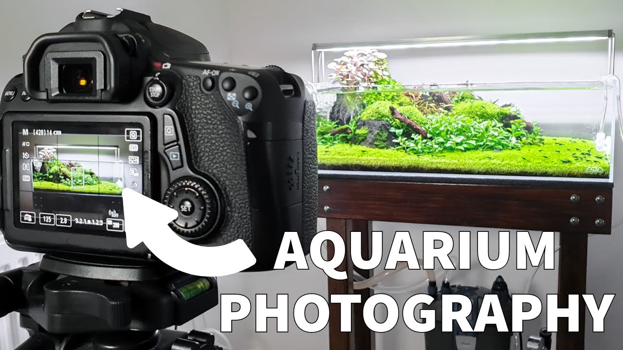 Aquarium Photography Tips