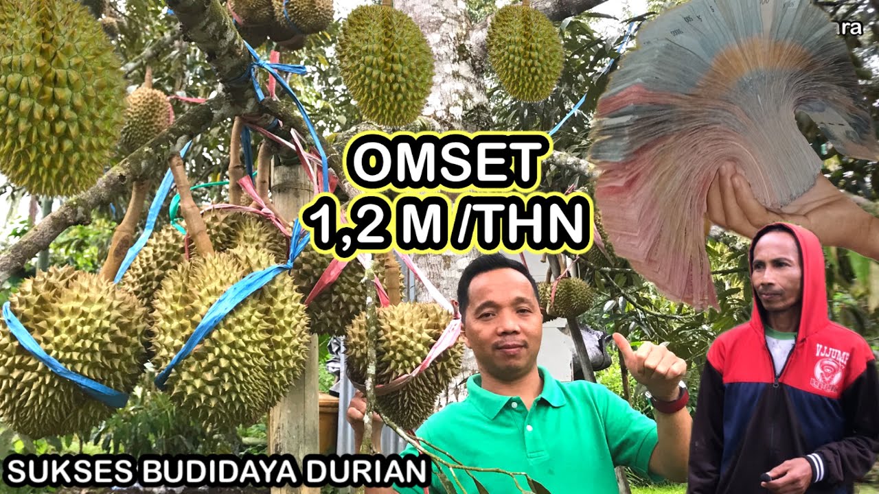 Durian berbuah lebat, Raup Keuntungan 1, 2 Miliar Per tahun