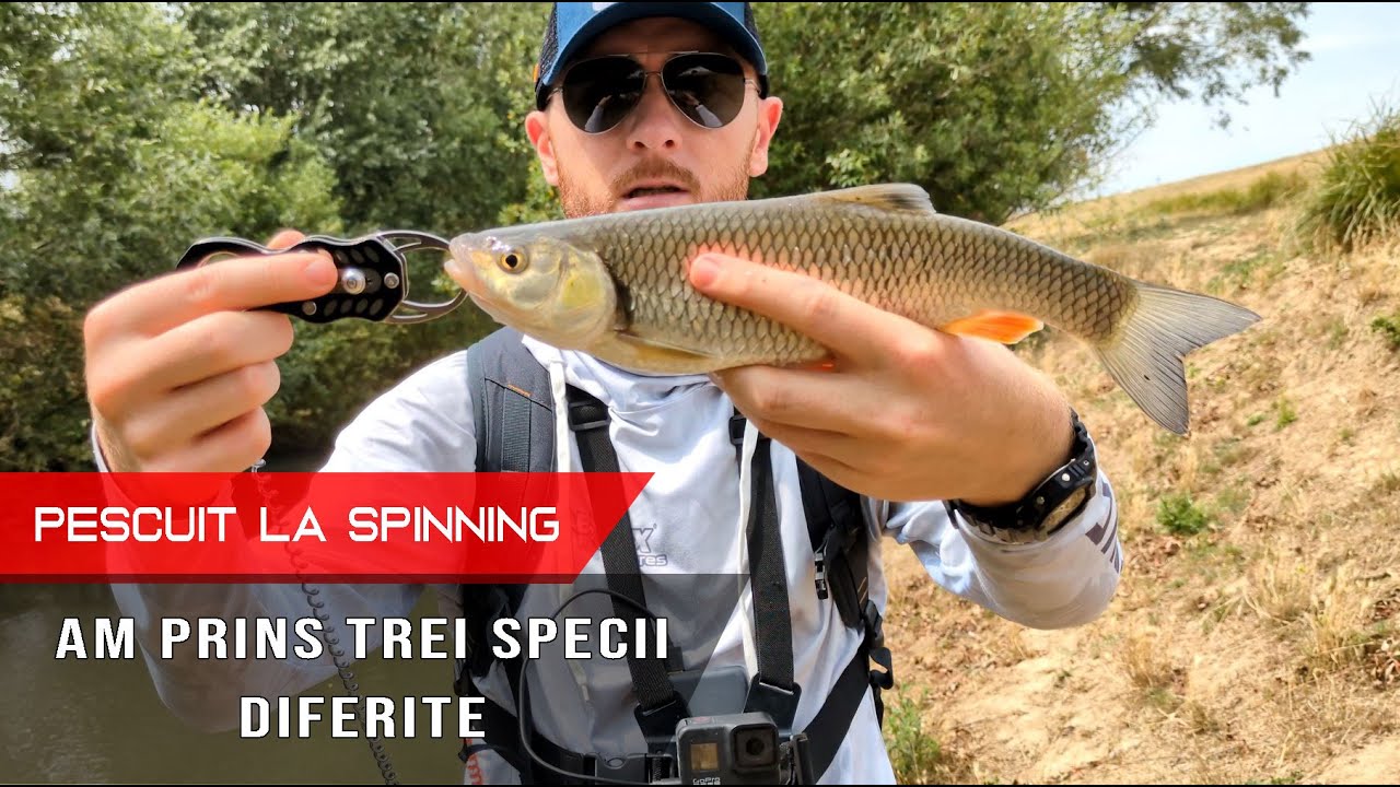 PESCUIT LA SPINNING în luna IULIE - RÂUL crescut și murdar, dar am reușit sa prind trei specii