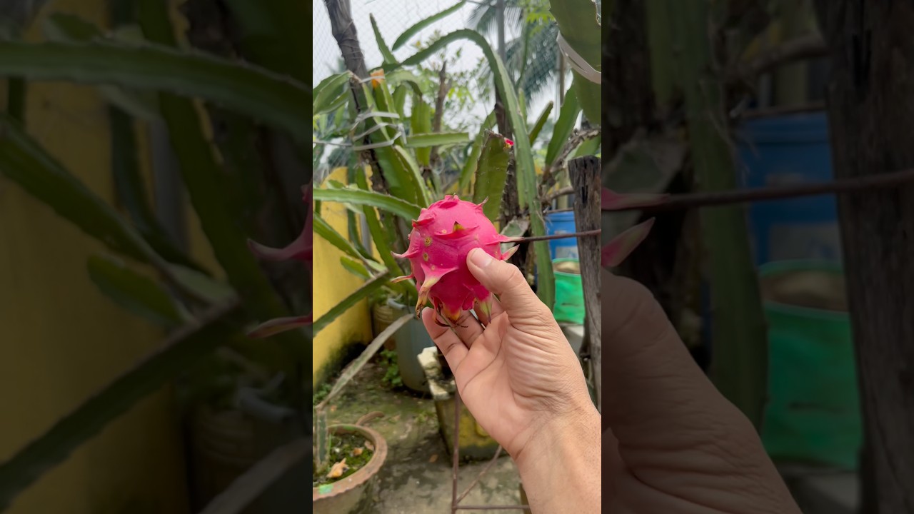 The biggest Dragon Fruit harvesting in my terrace garden!
