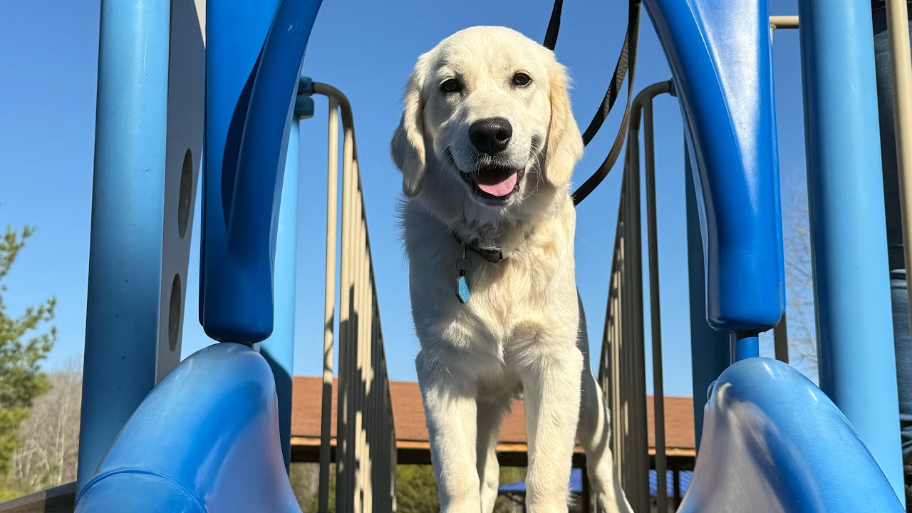 Blue - Golden Retriever Training 