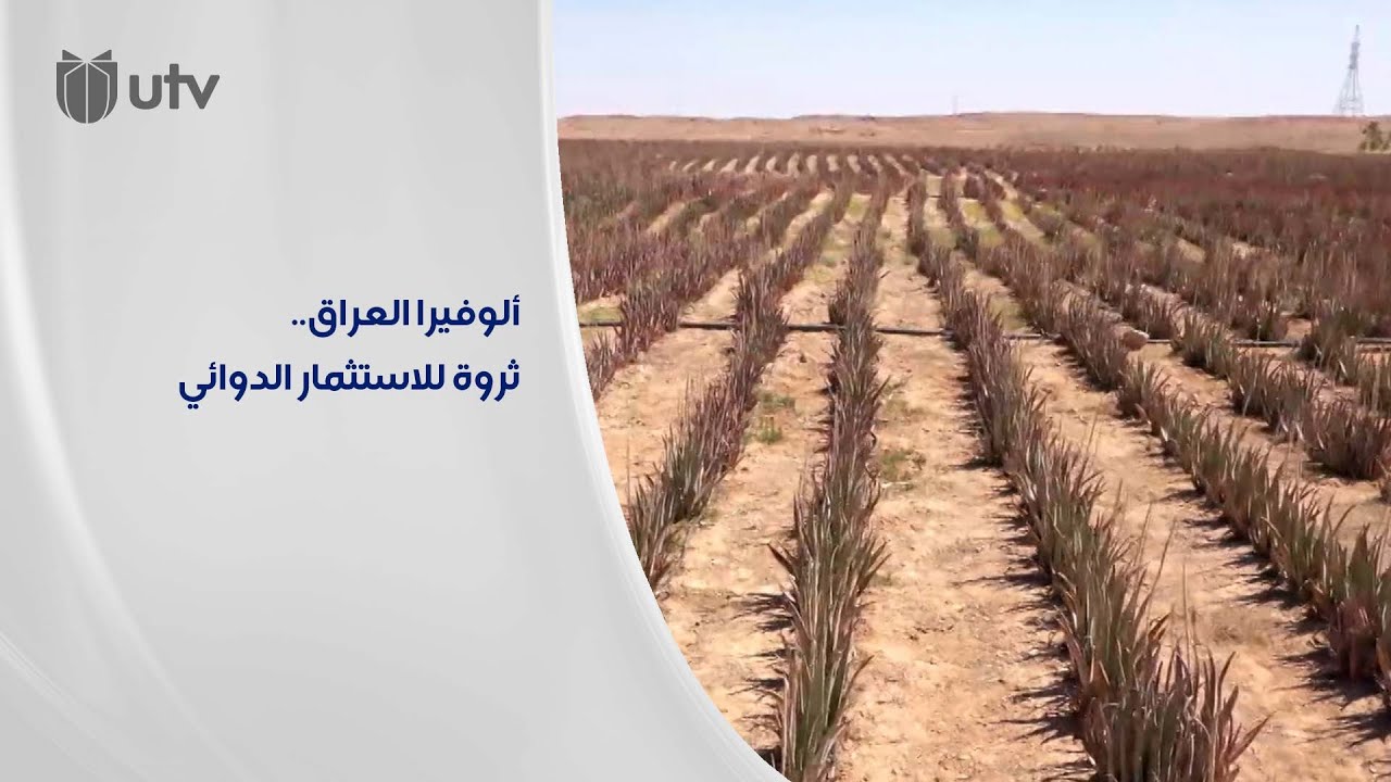مهندس أنباري ينجح في زراعة نصف مليون شتلة.. الألوفيرا العراقية تشجع الشركات على الاستثمار الدوائي