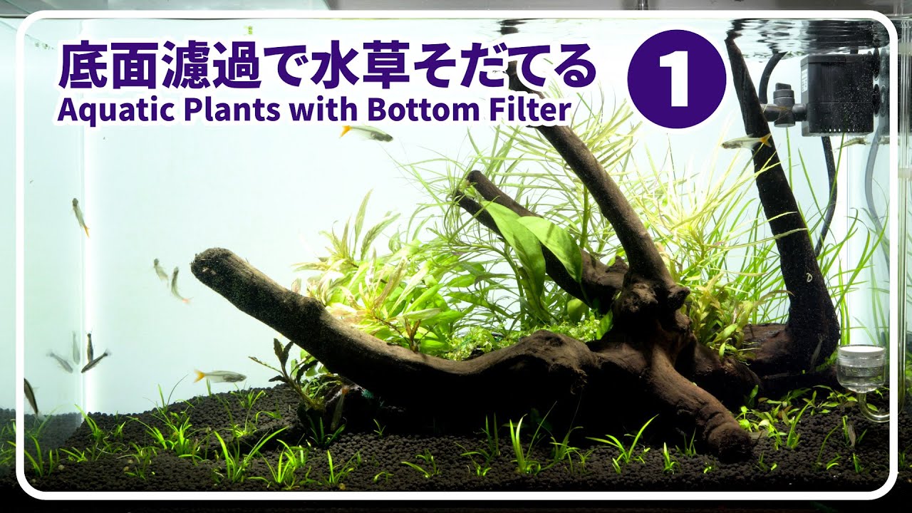 【60cm水槽立ち上げ】底面フィルターで水草水槽を。 vol1 ｜ブルカミア｜水換え不要のソイル｜ADA