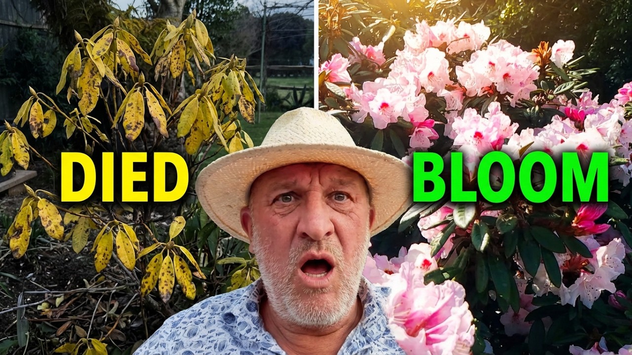 Never Make These Five Mistakes Planting and Growing Rhododendrons
