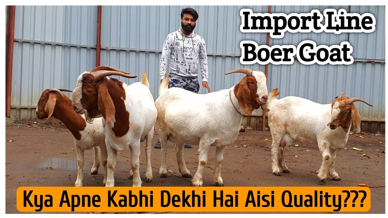 African Line Boer Goats In India | Kya Apne Kabhi Dekhi Hai Aisi Quality??? | @Rizwankranti