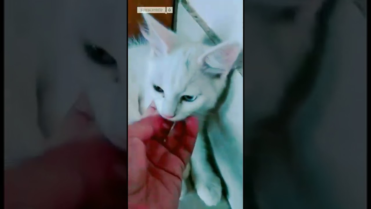 diamond eyes my cutie pet